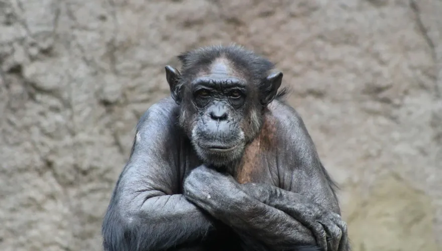 大阪動物園驚傳飼養員「偷猩猩飼料」被捕　網友嚇問：有這麼窮？