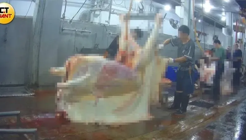 又見灌水牛！屠宰場直擊「胃一剖開都是水」　水管入喉強灌殘忍畫面曝