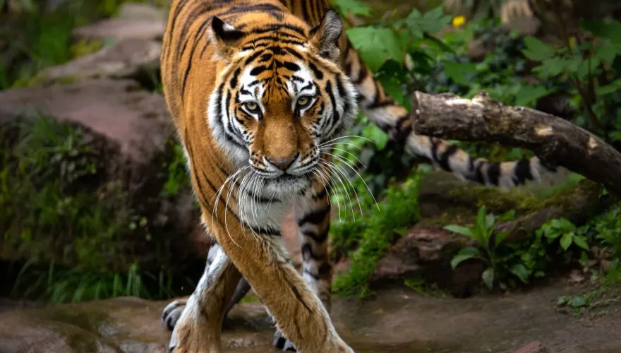 森林之王敗給病毒！禽流感竄進越南動物園　51頭猛獸接連死