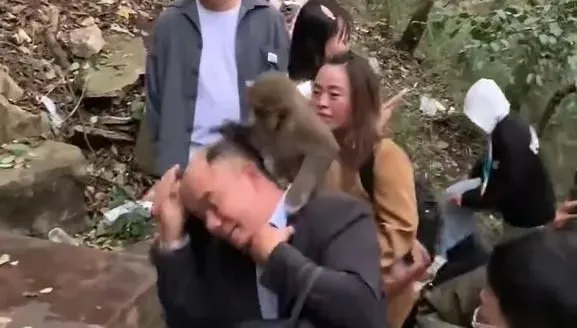 影/好「禿」然！陸男爬黔靈山遇猴襲　遭「一把摘掉假髮」糗翻了