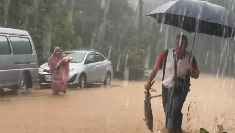 豪雨沖破魚塭！鱘龍魚萬里路上漂流隨人撿　業者心碎：損失破500萬