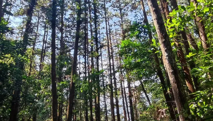 八仙山步道驚傳意外！移民署隊長命危　摸黑搶救中