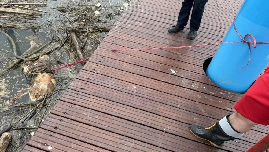 快訊/悚！士林百齡龍舟碼頭驚見無頭浮屍　屍體腫脹嚴重腐爛身分曝光