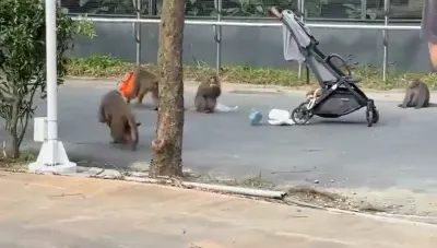 影/壽山動物園獼猴群「洗劫嬰兒車」　囂張圍攻搶食嚇壞遊客