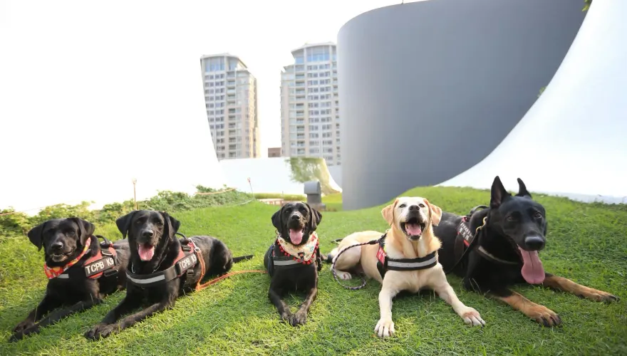 太可愛了！台中4萌犬「從警滿7年」光榮退役　開放認養中