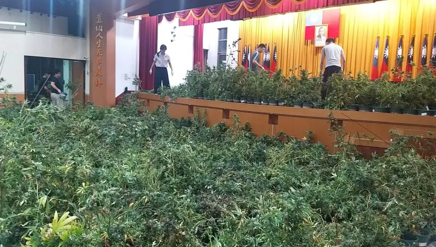 影/台灣最巨大麻植株案！新竹市警搗千坪「無塵室農場」成品價值達20億