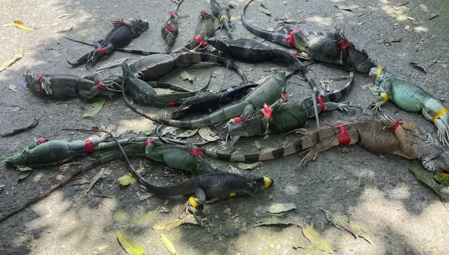 影/綠鬣蜥繁殖力超狂釀災！屏東遭攻陷淪「侏羅紀公園」　獵捕畫面太驚人