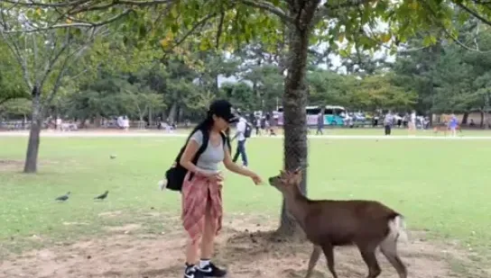 影/奈良餵鹿竟遭鹿角襲腿！陸正妹喊痛「血流到腳跟」　急飛回家打破傷風