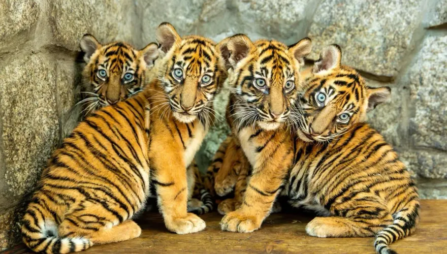 影/波蘭動物園喜迎4隻蘇門答臘虎寶寶　貼心虎爸幫忙「帶小孩」