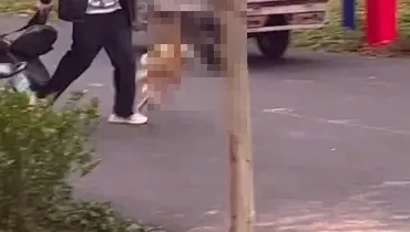 影/喪盡天良！河北大學生虐貓勒脖狠踩拋屍垃圾桶　過程全都錄
