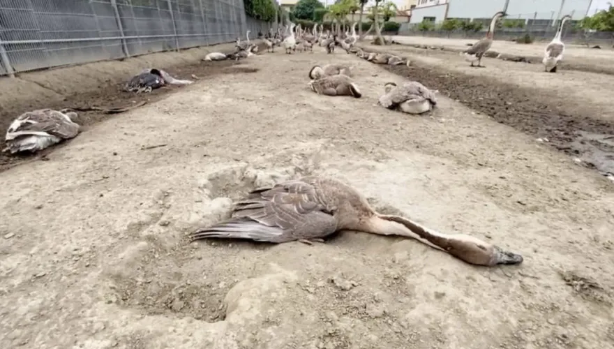 237隻鴨鵝突猝死！彰化善人求媽祖緝凶成功　今捐20萬還願