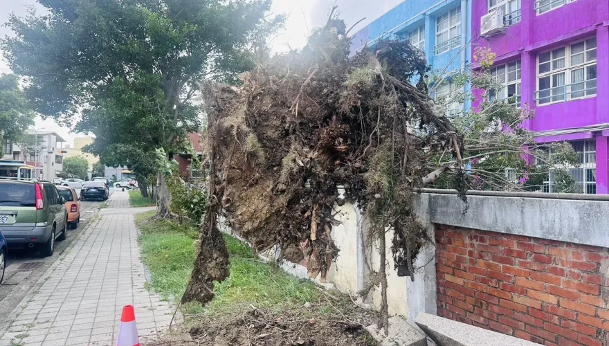 東北季風太暴力！苗栗路樹倒一片　榕樹連根拔起「懸掛圍牆」