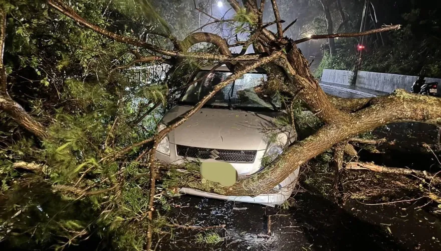 潭美惹禍？豪大雨襲北台釀仰德大道6公尺巨樹塌壓毀3車