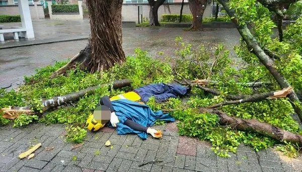 強颱康芮肆虐！北市公園處2員工遭路樹狠砸　驚悚躺地慘狀曝光