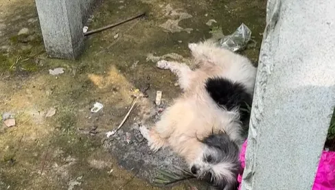 影/有洋蔥！陸版「忠犬八公」為主人守墓2年　網淚奔：不離不棄難得