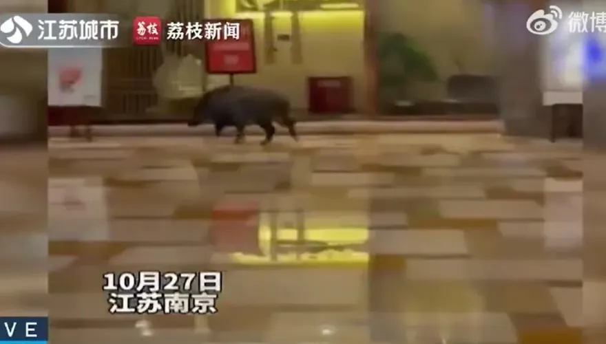 影/野豬逛馬路闖飯店不堪其擾　陸官方開放不須「狩獵證」可捕獵
