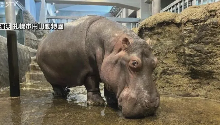 日本動物明星最高齡河馬49歲去世　民眾傷心送別