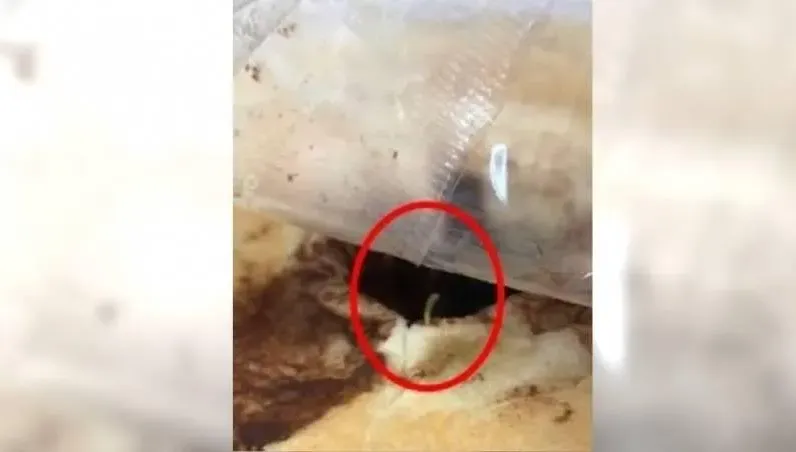 營養午餐麵包有蟲！無良供應商再爆進口雞腿混國產詐獎金　遭起訴求重刑