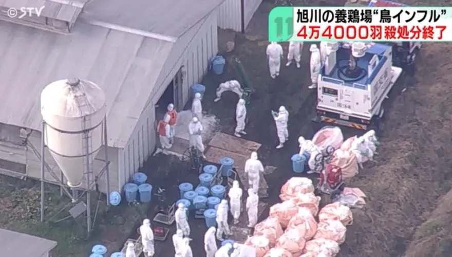 北海道動物園嚇關「可愛家禽區」！入冬禽流感拉警報　旭川養雞場撲殺4.4萬隻