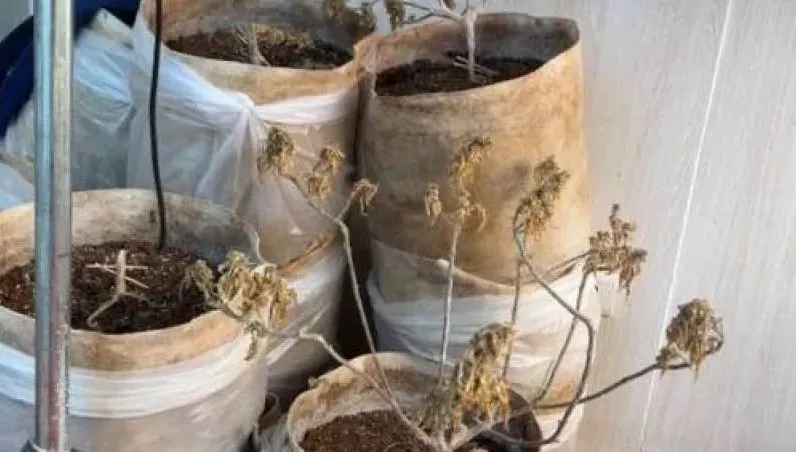 全台首宗離島製毒案！綠島貨櫃屋大麻種植場曝光　3嫌竟還自備發電機