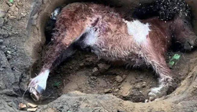 台南變身塞倫蓋提大草原！9浪浪闖馬術場獵食　狠咬700多萬賽馬…釀1死2傷