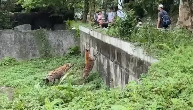 89猴慘了！擅自翻越欄杆「挑釁斑點鬣狗」　台北市立動物園喊告