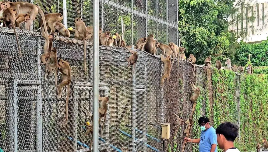 泰國「猴城」騷亂！200多隻猴子集體「越獄」　破籠而出闖民宅大鬧警局