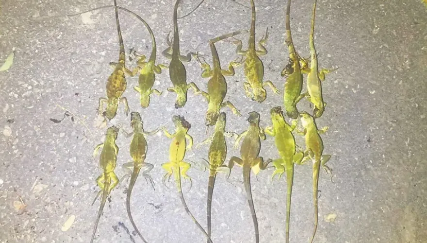 綠鬣蜥嚴重攻陷雲林！農業部擬加碼「獵捕獎金」　1隻最高800元