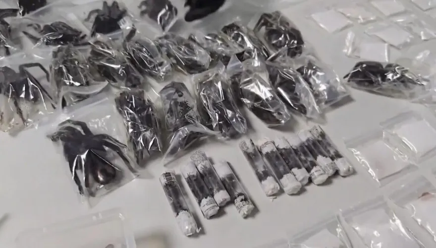 影/玩命走私！韓男身綁「436隻狼蛛、蜈蚣」過海關遭逮　被咬恐致命