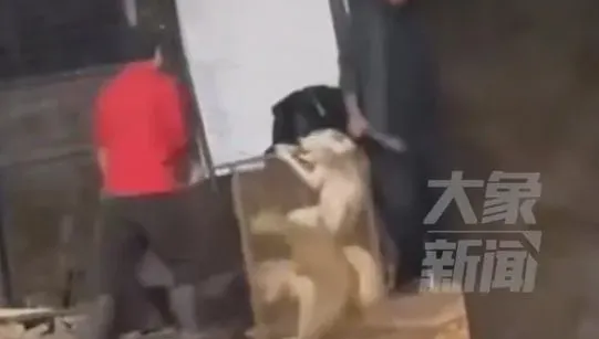 影/慘！河南查獲地下屠狗場　警察到場還在拔毛