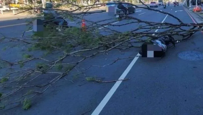 大晴天高雄路樹突倒塌！路過男騎士慘被砸　人車倒地急送醫