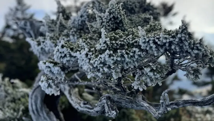 影/雪霸山區銀白霜珠掛樹梢　雪管處急籲：提防風寒、水寒效應