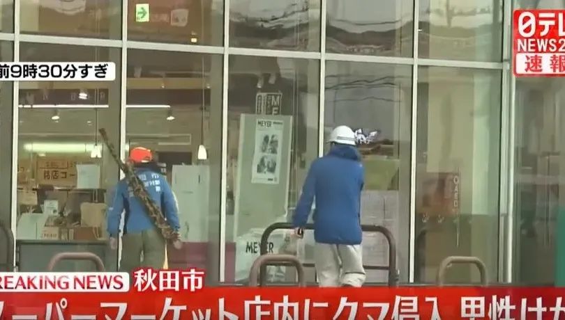 熊出沒！日本秋田一家超市遭野熊闖入　男店員額頭耳朵受傷