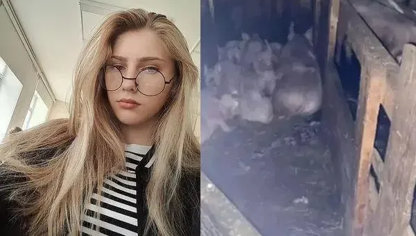 遭父親員工尋仇！俄羅斯17歲少女陳屍豬舍　被豬咬破頸動脈致死