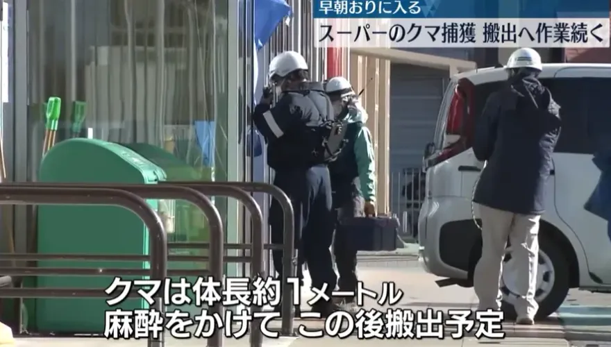 影/抓到了！熊闖秋田超市「爽嗑肉」　45小時後終被捕獲