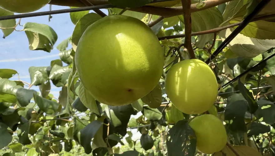 授粉期遇颱風！蜜棗結果率僅5成　每斤飆120元