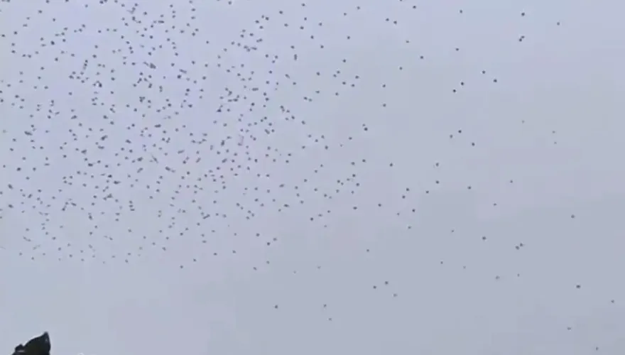 影/蔡國強煙火秀出意外！大量無人機離奇墜海…眾星看呆