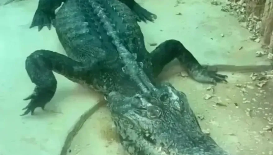 「鱷」扁了！廣州鱷魚王竟瘦成「皮包骨」　園方：腸胃炎