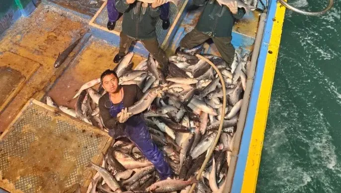 影/百萬年終入袋！彰化漁民捕獲1500尾「正頭烏」開心過年