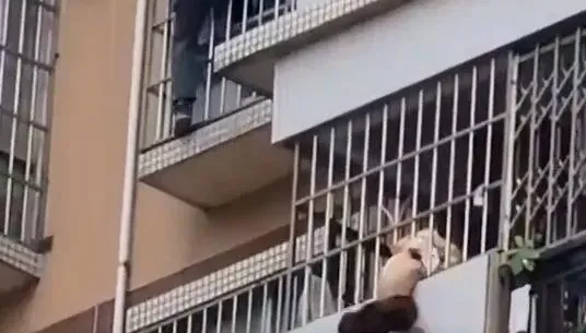 影/嚇！廣西女童卡鐵窗搖搖欲墜　英勇男子爬外牆營救