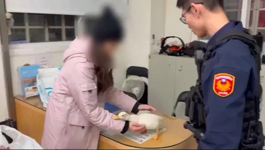 影/萌寵流浪記！柯爾鴨走失飼主急報案　老翁撿走遭送辦