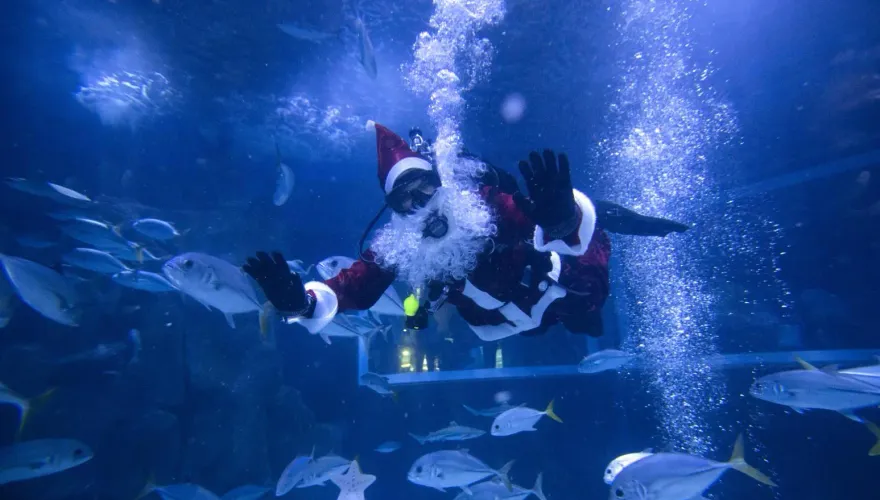 耶誕老公公人在哪？現身巴西水族館與鯊魚共游慶佳節