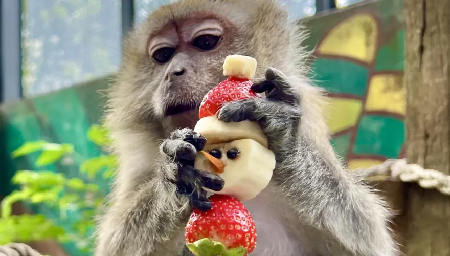 壽山動物園歡度聖誕秀創意！　環境永續「構」好玩