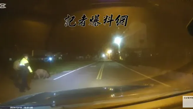 影/台中大埔「大黑豬」凌晨夜奔！飼主、警半小時抓回