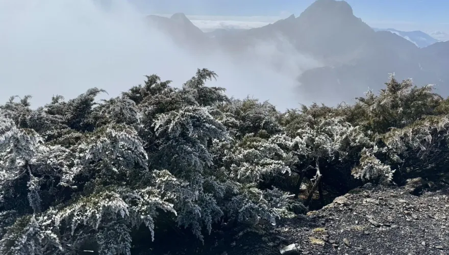 銀白美景超夢幻！玉山今晨零下1.6度　潔白霧淞覆蓋山頭