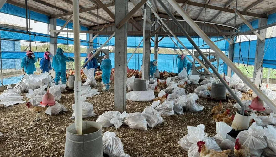 全球首例人染「H5N5」亡　石崇良：無人傳人風險