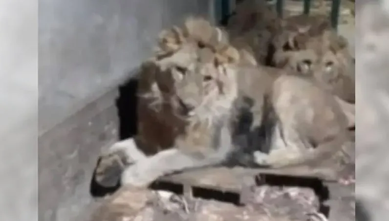 耍帥自拍「1人馴3獅」！動物管理員遭活活咬死　慘叫聲全錄下