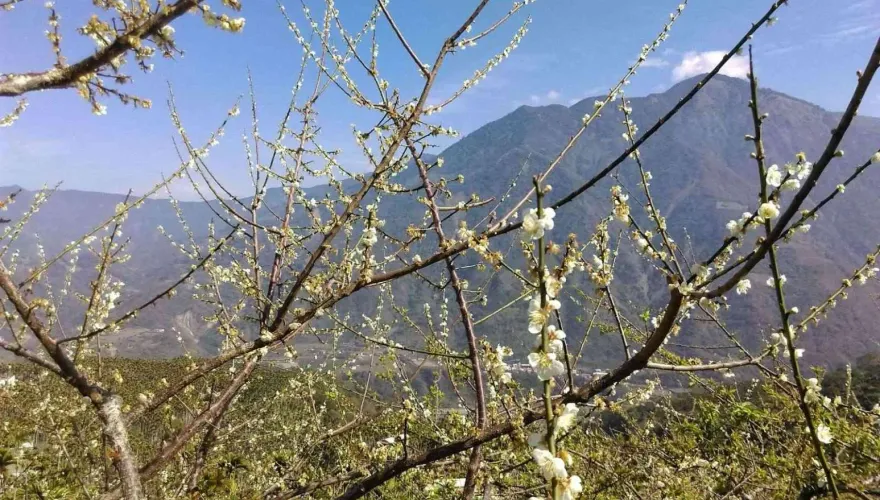南投信義鄉捎花信！梅花開近2成　1/4起交管23天