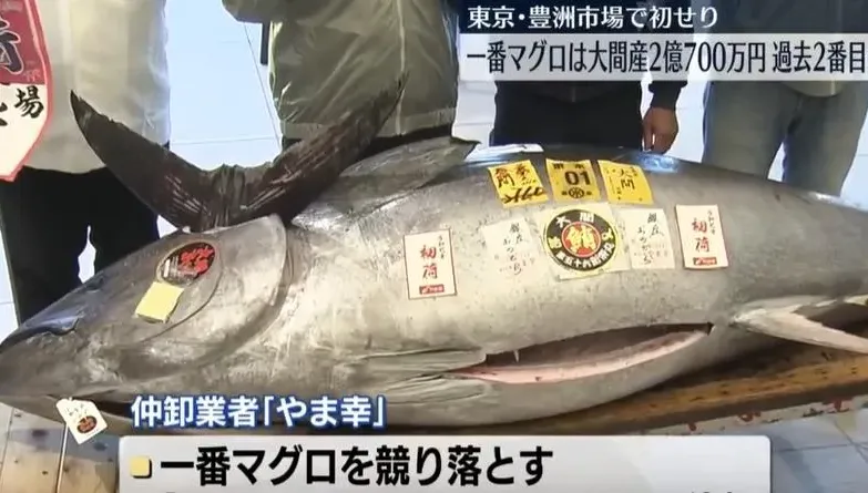 堪比豪宅價…東京豐洲鮪魚拍出逾4千萬　僅次2019年