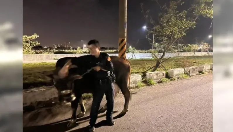 台南飼主深夜放牧！牛就這樣跑了